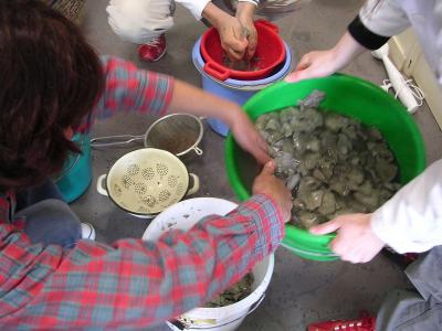 Stages - Poterie cramiste - atelier cours stage - Eva Filiszar